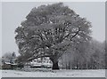 Oak tree in the snow