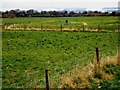 Fenced off flood levees at the side of the Leven