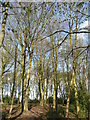 Beeches in Burton