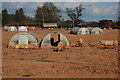 Pigs at Bromesberrow Heath