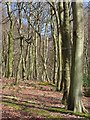 SU7190 : Shambridge Wood by Andrew Smith