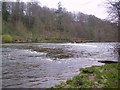 NY4654 : River Eden at Wetheral by Michael Graham