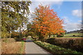 Autumn Colours near Coed-Y-Wlad