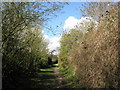 Path behind Borough Hill