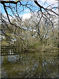 SX8674 : Pond with reflections by paul dickson