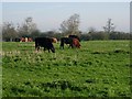 Cattle grazing