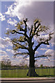 Large Oak Tree, Brunswick Park Road, London N11