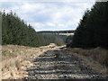 Track through the plantation on Black Rigg (3)