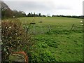 Sheep fields to the S of Denstroude Road