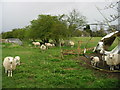 Inquisitive sheep and lambs