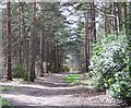 Track through Hawley Woods