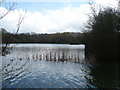 Chilham Lake from the lakeside footpath by Chilham Station