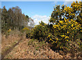 Heathland path