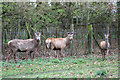 Deer in Wollaton Park