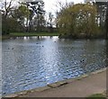 Bedford Park Lake