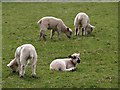 Lambs, Parke