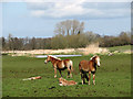 Haflinger mares and foals