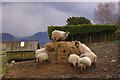 Sheep feeding at High Row Farm