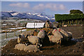 Sheep feeding at High Row Farm