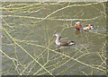 SO6413 : Mandarin drake and duck by Pauline E