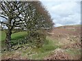 SE1340 : Trees and moor, Baildon by Humphrey Bolton