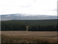 Plantation and firebreak south of Denton Fell Farmhouse