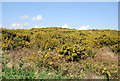 Gorse on Knighton Heath