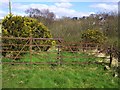 Heading along the Killyclogher Burn at Killybrack