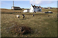 Inquisitive tups, Mid Yell