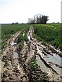 Muddy track across rape seed field