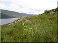 NN0391 : Loch Arkaig by Will Anderson
