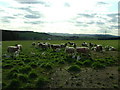 Balmydown Farm Sheep