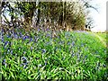 Bluebells and Hedgerow alongside a bridle path