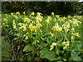 Bank of cowslips