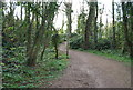 Coastal path winding through the woods, south of Swanage