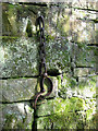 The jougs at Minto Old Parish Church site