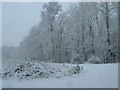 Jenny Wood in the snow