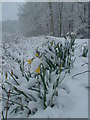 Daffodils on Easter Sunday in Jenny Wood