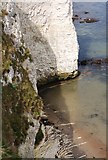 SZ0582 : Chalk sea cliff, west of Handfast Point by N Chadwick