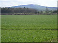 Fields in front of Brown Clee Hill