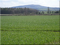 SO5995 : Fields in front of Brown Clee Hill by Row17