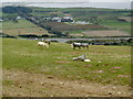 Ponies grazing on the hillside above the A55