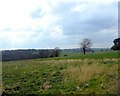 Towards Akesworth Coppice