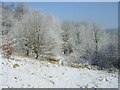 Snowy Walkway  into Queens Park