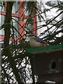 Nuthatch on a birdbox, Pentrefoelas