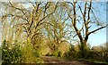 Woodland path near Ballymena (2)