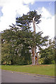 Cedar of Lebanon by pond, Lakeside, Enfield