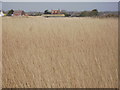 Reed beds