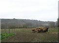 Jersey Cattle at Silage Bale