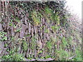 Hedge on a Wall